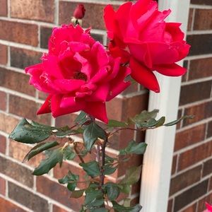 Meet your Posher, Saleha